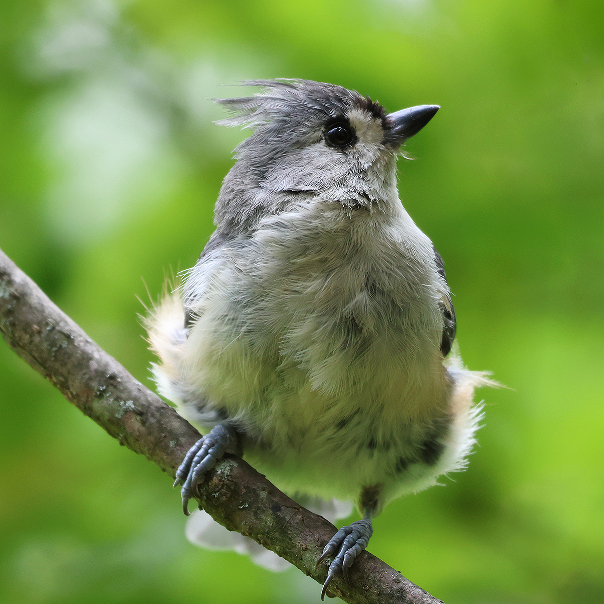 TUFTED TITMOUSE ABOUT TO LAUNCH by Jeremy Martin